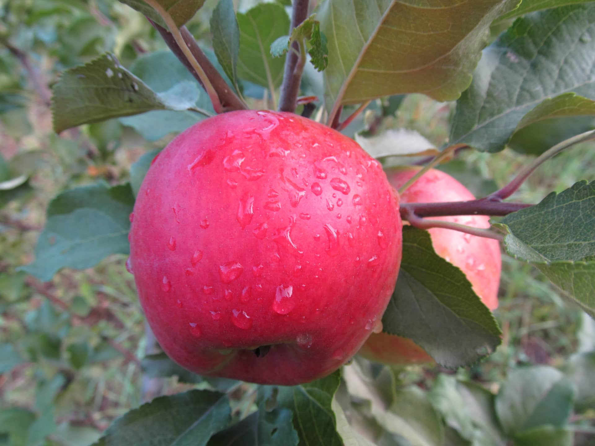 Яблоня красное раннее описание сорта фото